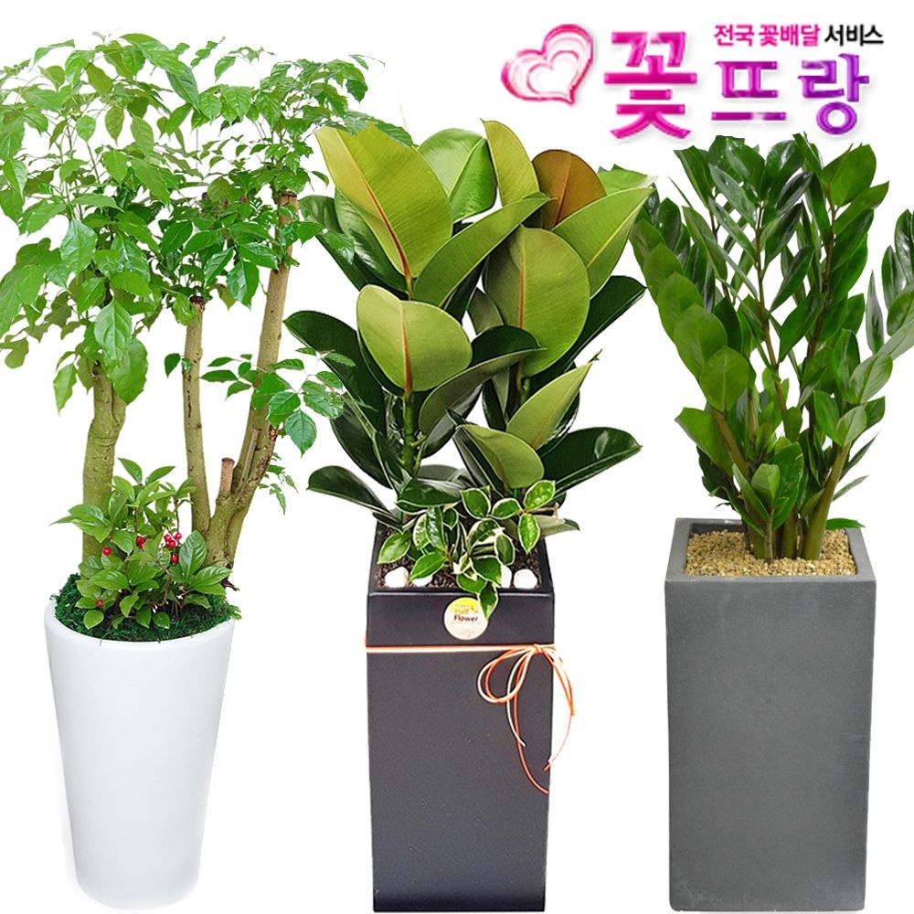 [오늘출발] 꽃뜨랑 공기정화식물 개업화분/집들이/스투키/행운목/금전수 전국당일꽃배달