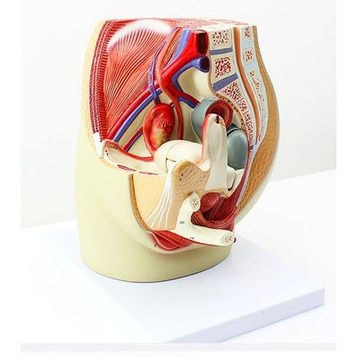 남성 생식기 모델