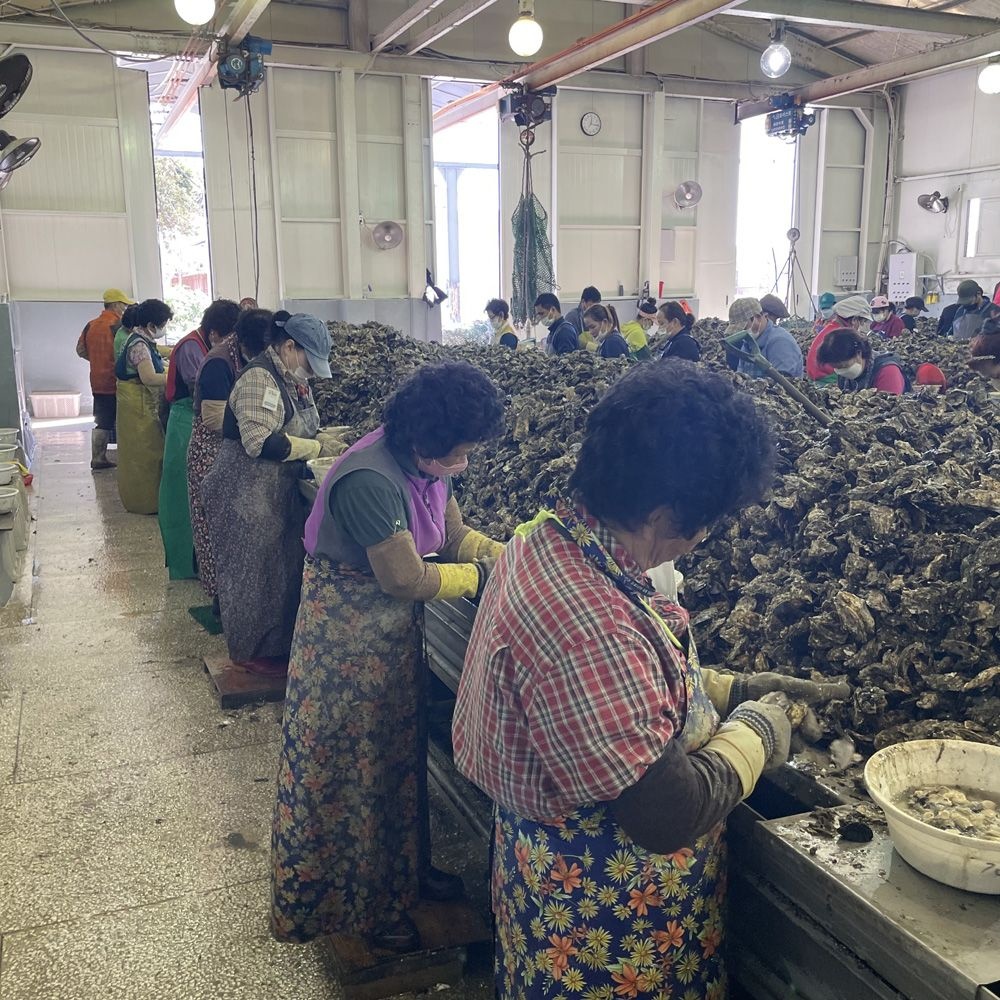 통영 바다 드림 한국 수산 굴