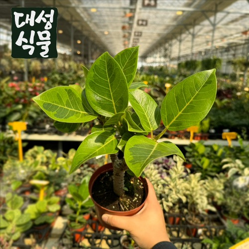 자체제작 대성식물 아기 뱅갈고무나무 소형 거실화분 인테리어식물 실내공기정화식물 집들이 외목대 벵갈