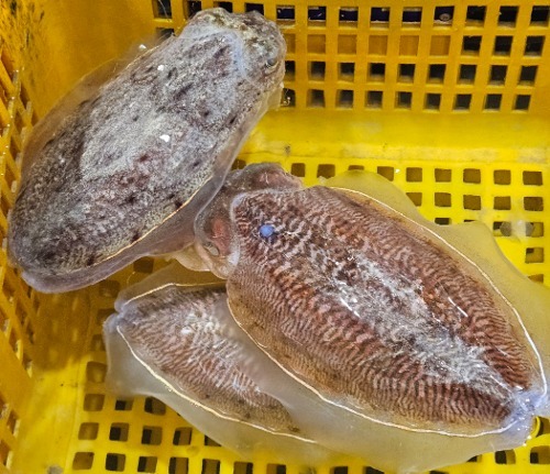 제철 갑오징어 1kg 활 오징어 생물 냉동 손질갑오징어 오징어회 통찜