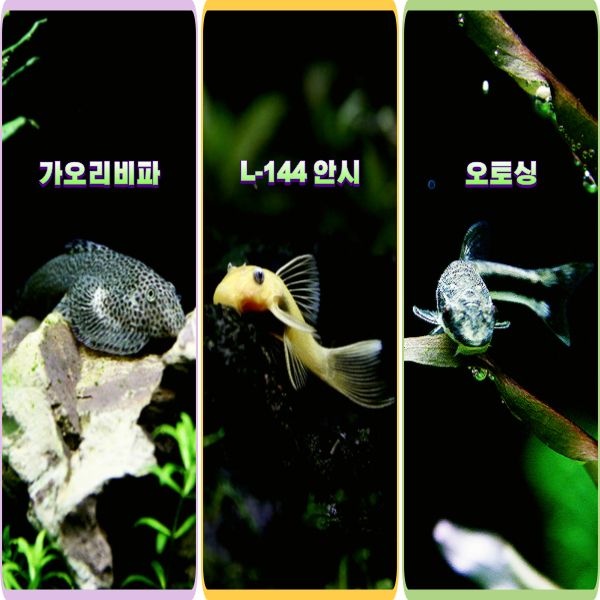 [오늘출발] 피알피쉬 청소 트리오 세트 (3마리) _ 수족관 어항 청소 물고기 안시 가오리비파 나비비파