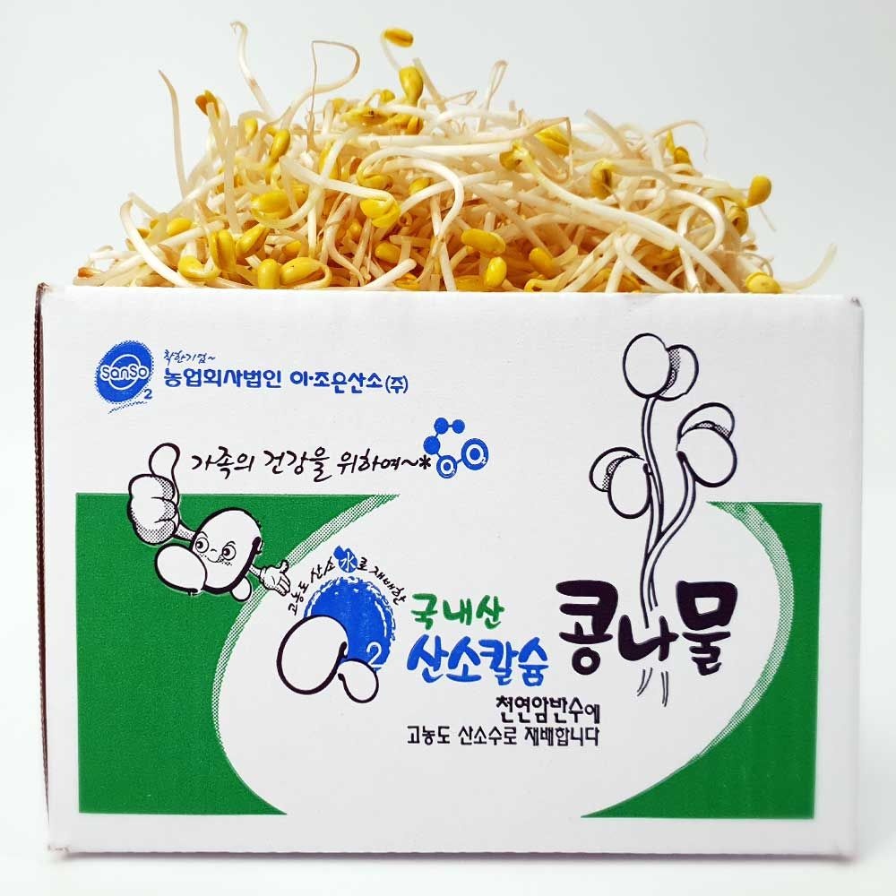 [국내산 콩 산소 콩나물] 당일수확 무농약 산소 콩나물 1kg 3kg 5kg