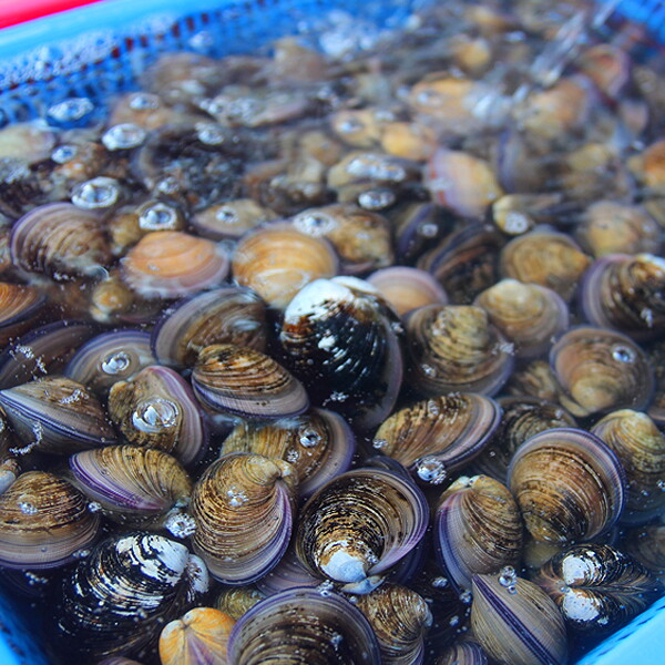 [참다올] 자연산생물 모시조개(흑) 1Kg 30미 내외