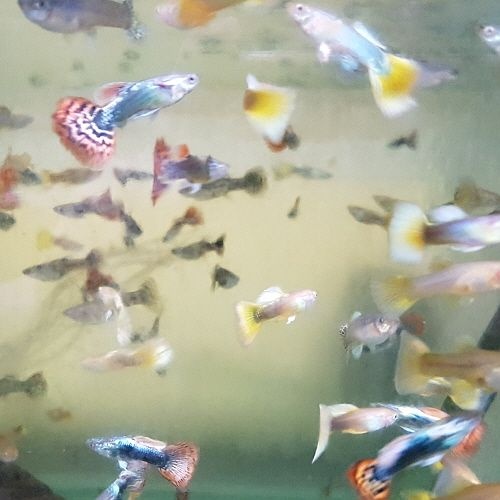 [신세계수족관] 팬시구피 10마리 (암수비율 요구가능)