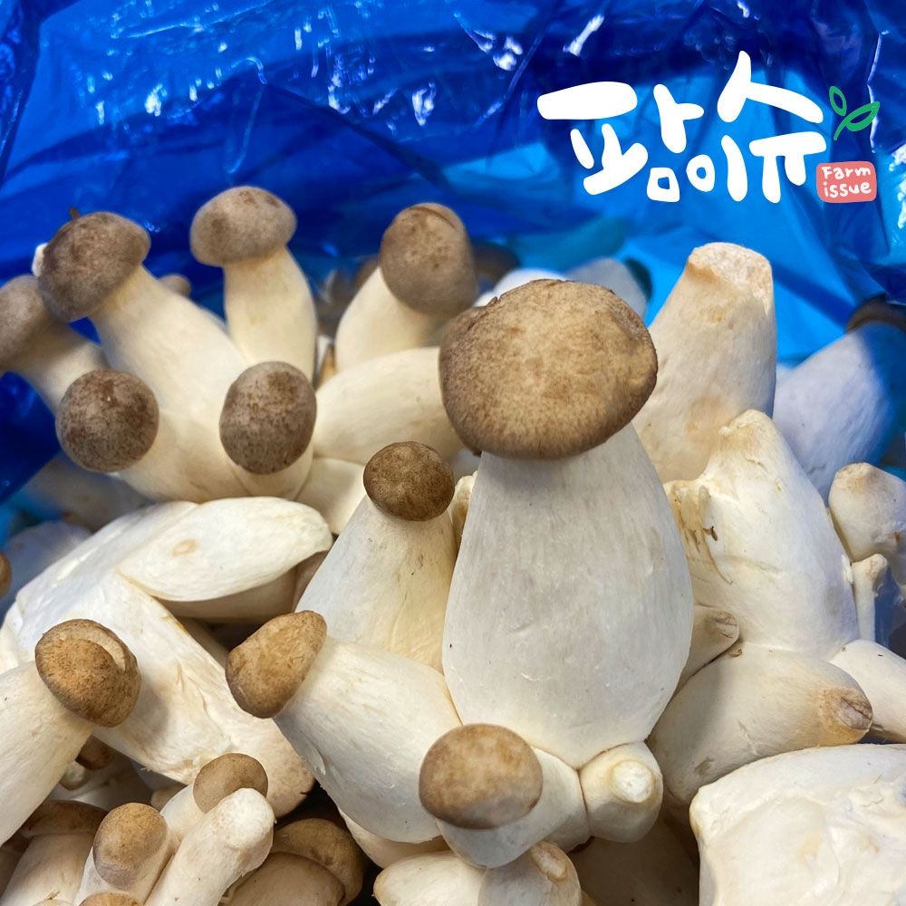 총알 미니 꼬마 새송이 버섯 2kg 새벽경매 당일방송