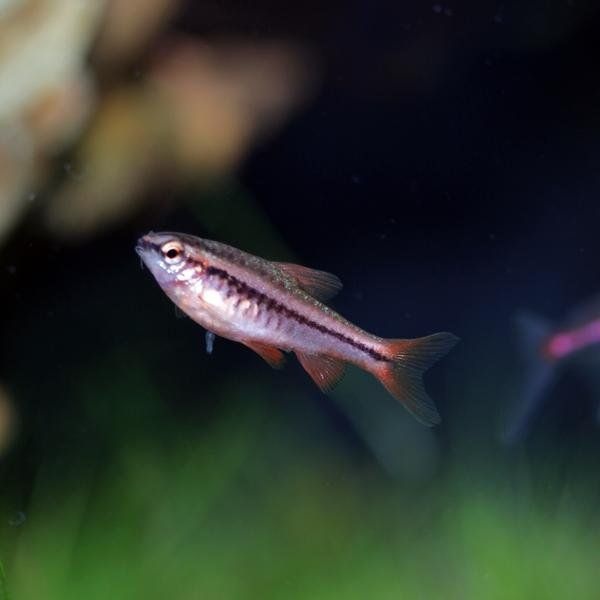 나나아쿠아 열대어 체리바브 5마리 관상어