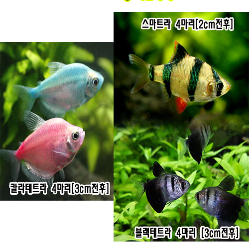 아쿠아펫 스마트라4마리,블랙테트라4마리,칼라테트라4마리[12마리]
