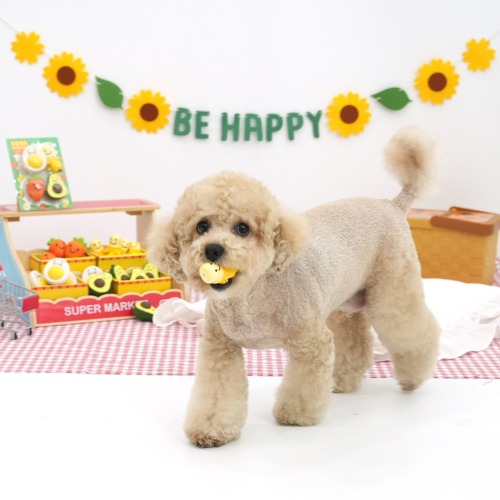 패리스독 굿모닝푸드라텍스토이[1팩단위]/강아지 장난감