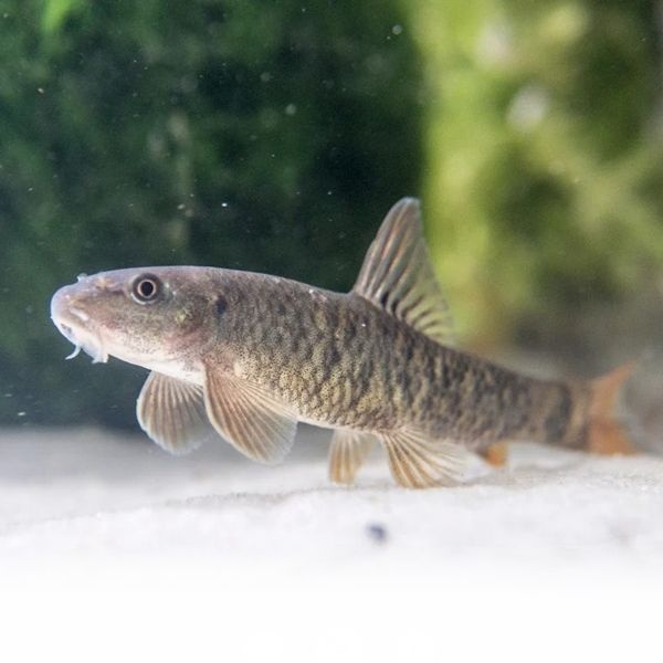 나나아쿠아 열대어 닥터피쉬 가라루파 3마리 관상어