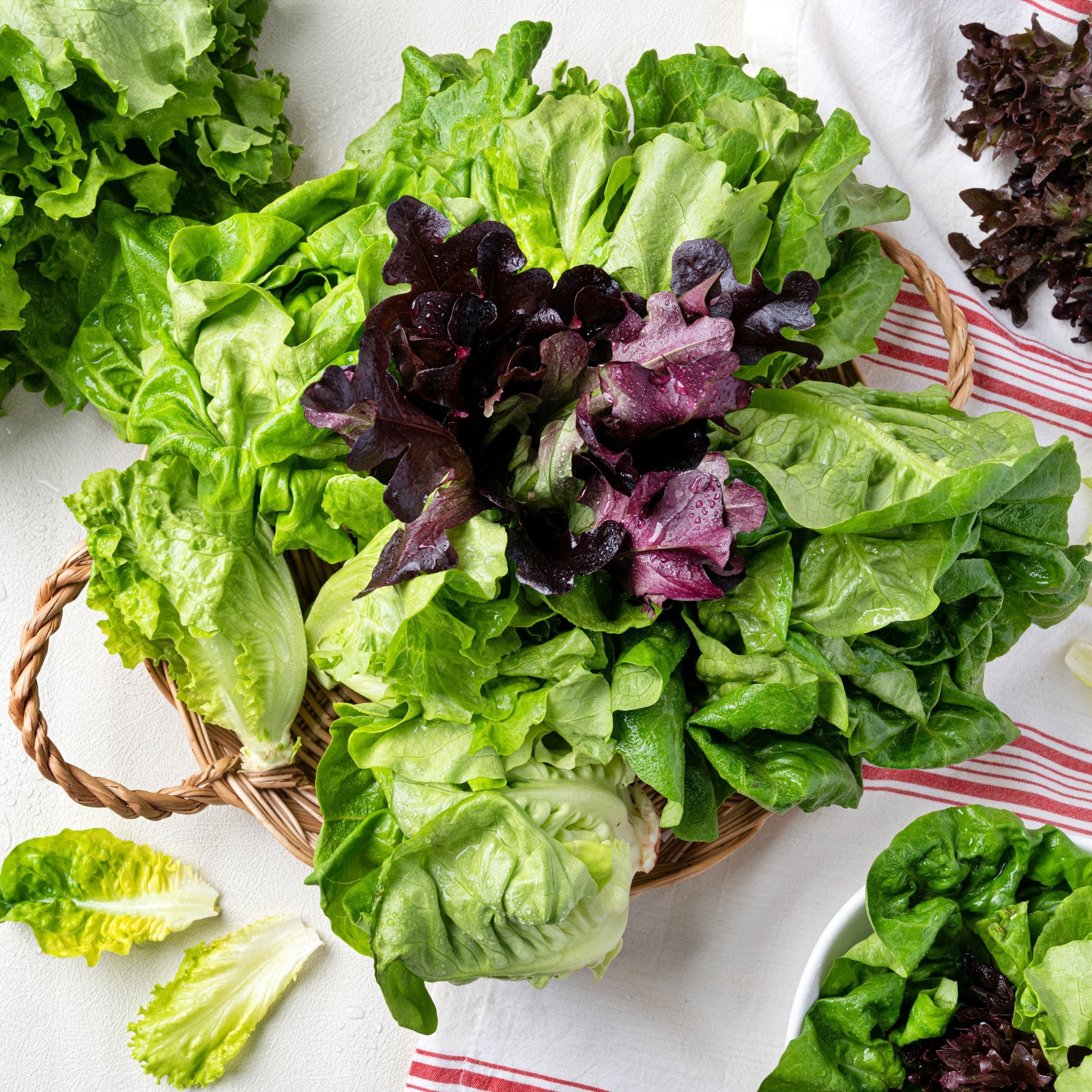 무농약 유러피안 샐러드 야채 포기형 상추 모듬쌈채소 1kg