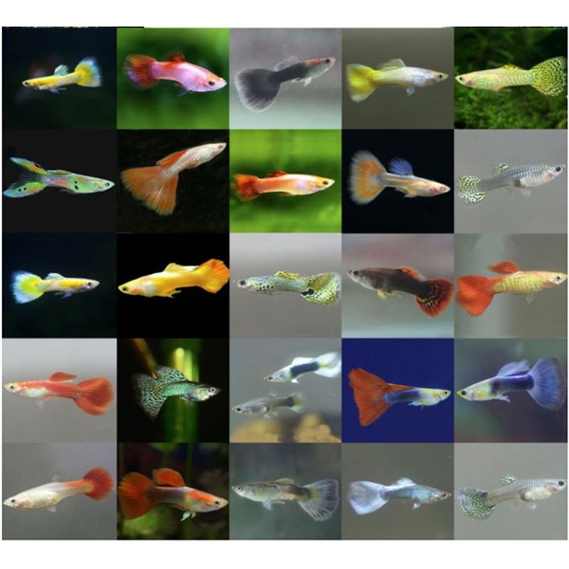 [오늘출발] 열대어 구피10마리(5쌍) 모듬 세트