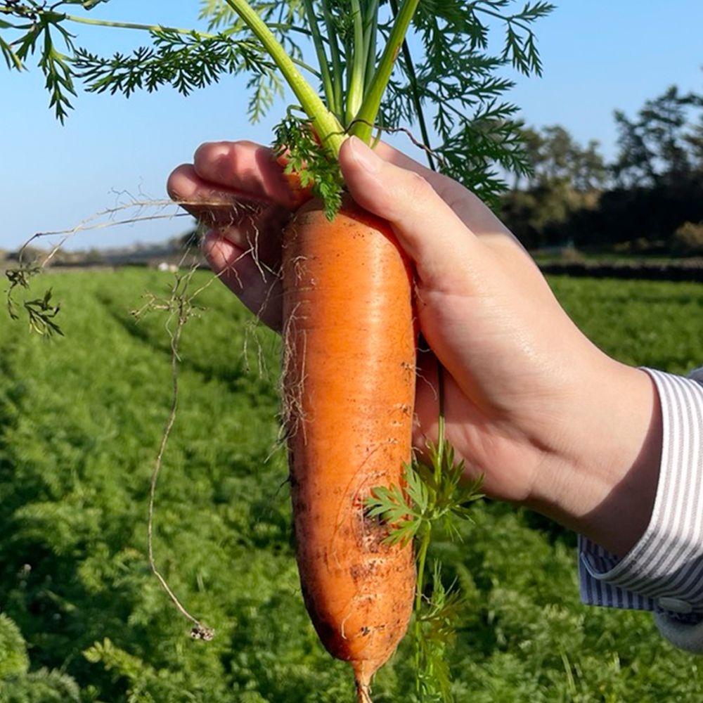 [온누리상품] [제주]구좌 당근  흙 햇 국내산 미니 쥬스용 주스용 3kg/5kg/10kg