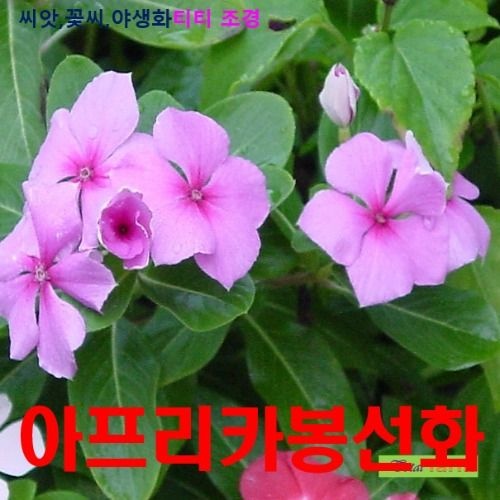 희귀씨앗 선명한 색깔 아프리카 봉선화 혼합 씨앗20립