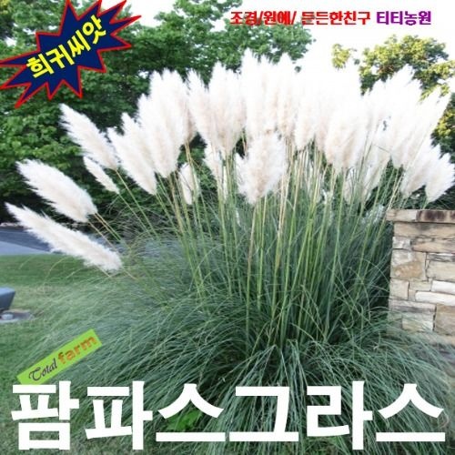 [자체제작](씨앗나라) 정원의 포인트 팜파스그라스 흰색  씨앗 10립