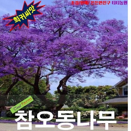 자체제작 (씨앗나라) 참오동나무 씨앗 10립