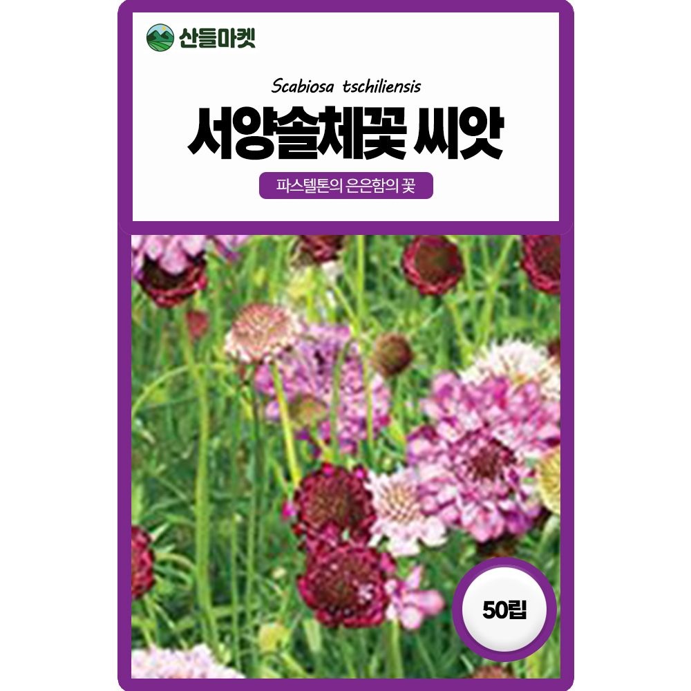 산들마켓 서양 솔체 꽃씨앗 50립 청초한 들꽃 느낌이 나는 일년생 꽃씨 종자