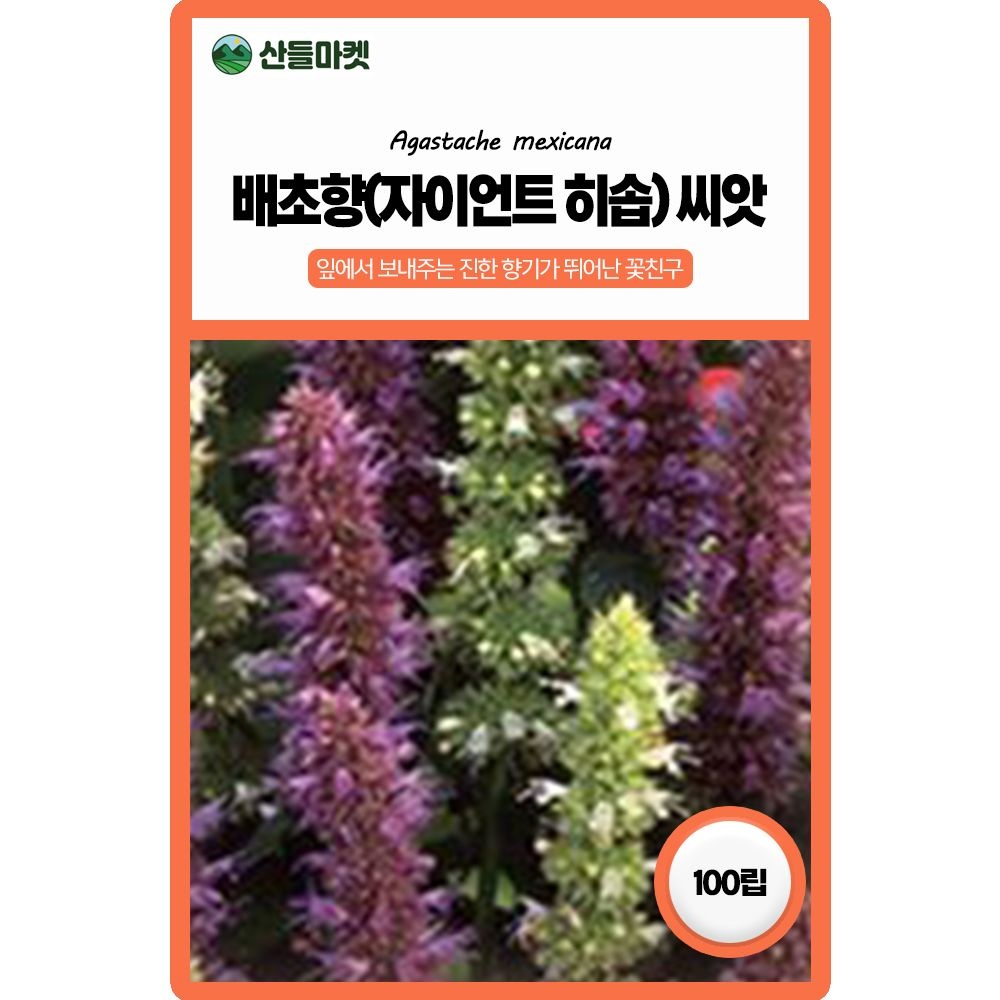 산들마켓 배초향 자이언트 히솝 꽃씨앗 100립 꼬리모양으로 시원한 느낌을 주는 다년생 꽃씨 종자