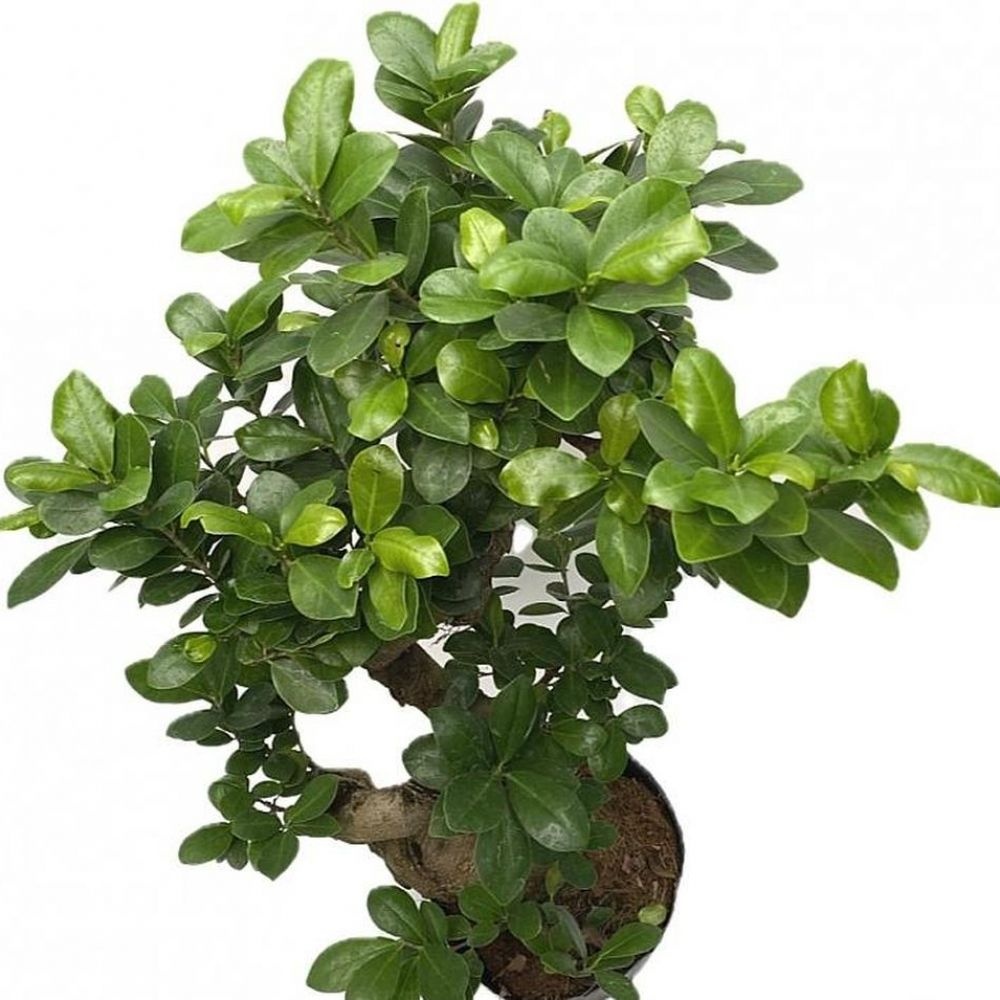 베하몰 실내 화초 가지마루 펜다 S형 약66cm