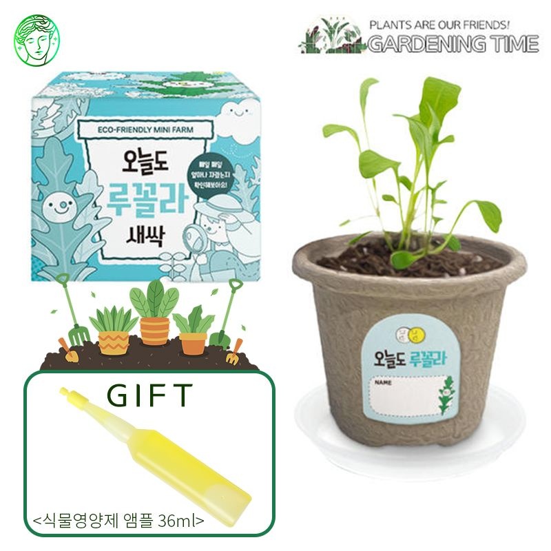 [식물영양제증정]오늘도 새싹 - 지피포트 루꼴라 키우기/ 채소 모종키우기 원예체험 재배 식물키우기
