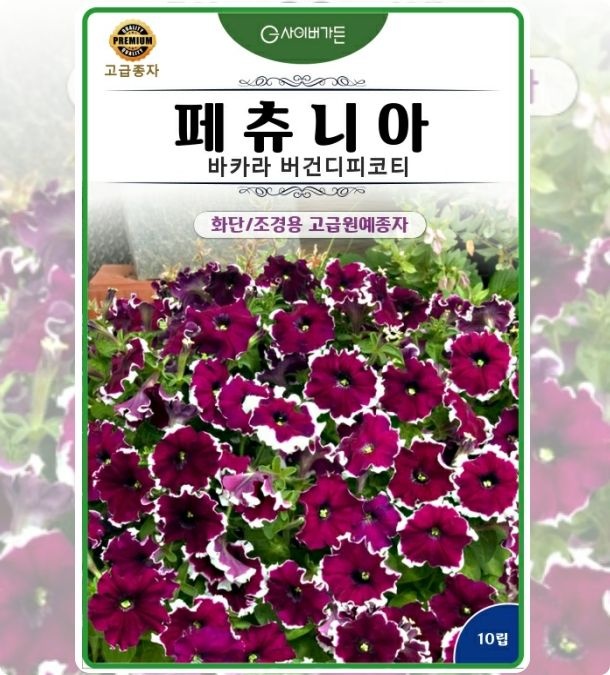 페츄니아 바카라 버건디피코티 10립 다년생 봄파종 텃밭가꾸기 월동꽃씨 체험학습