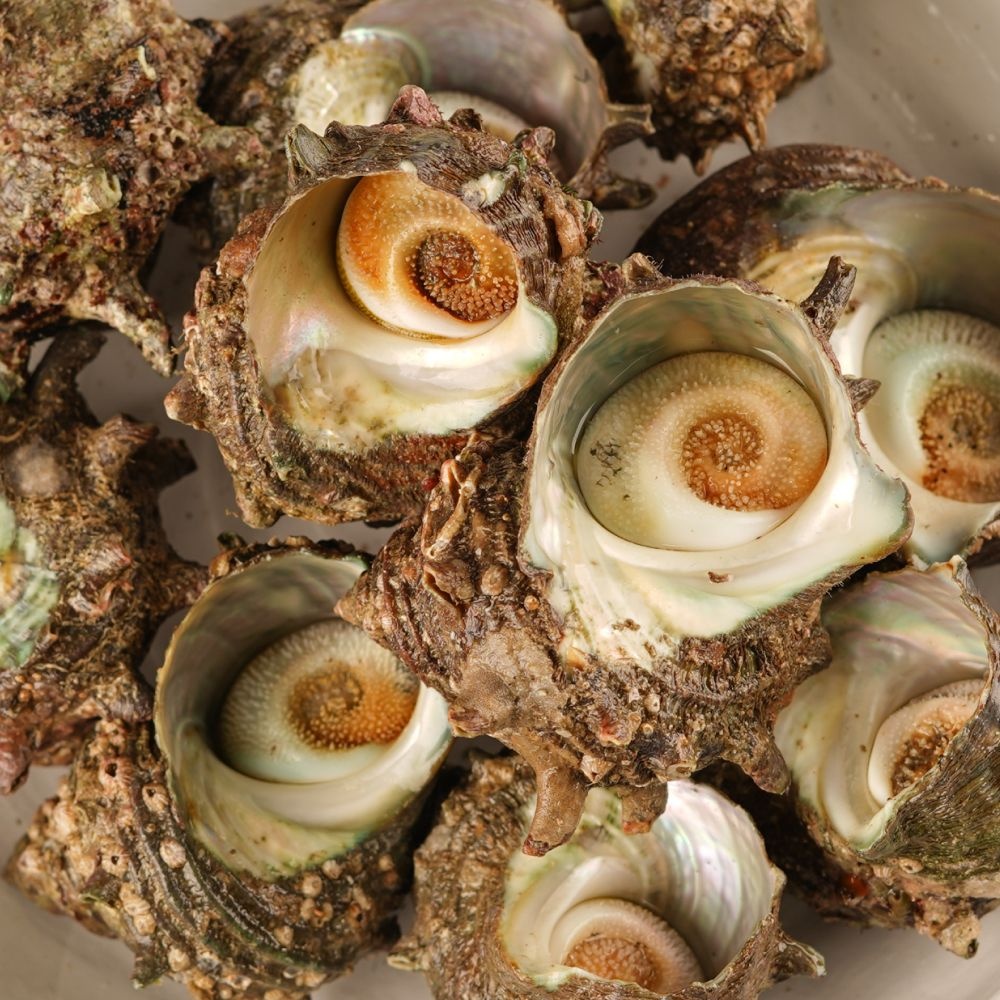 자연산 뿔소라 제주도 통영 소라 뿔소라회 1kg