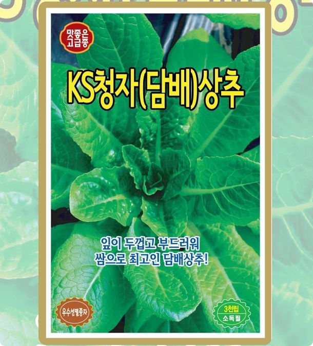 상품상세참조 청자담배상추 3000립 샐러드용 주말농장 열매채소 뿌리채소 야생나물