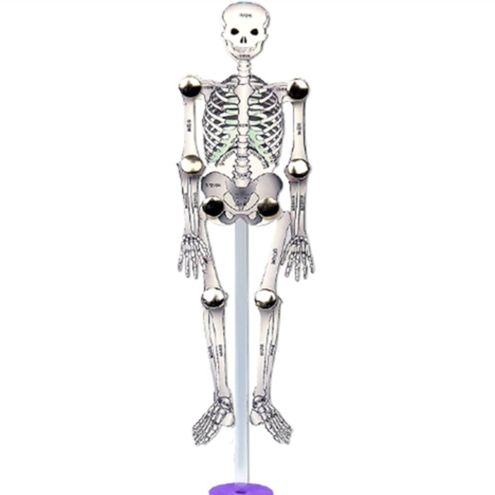 과학교실 신체 모형만들기 흔드는 구조와기능 학습키트 5개