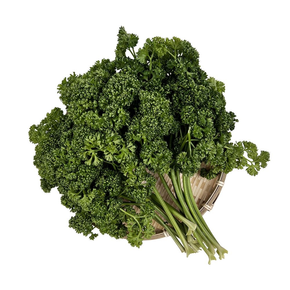 국내산 천연향신료 파슬리 생파슬리 생파세리 파세리 녹즙주스 오일만주스 555주스 500g,1kg