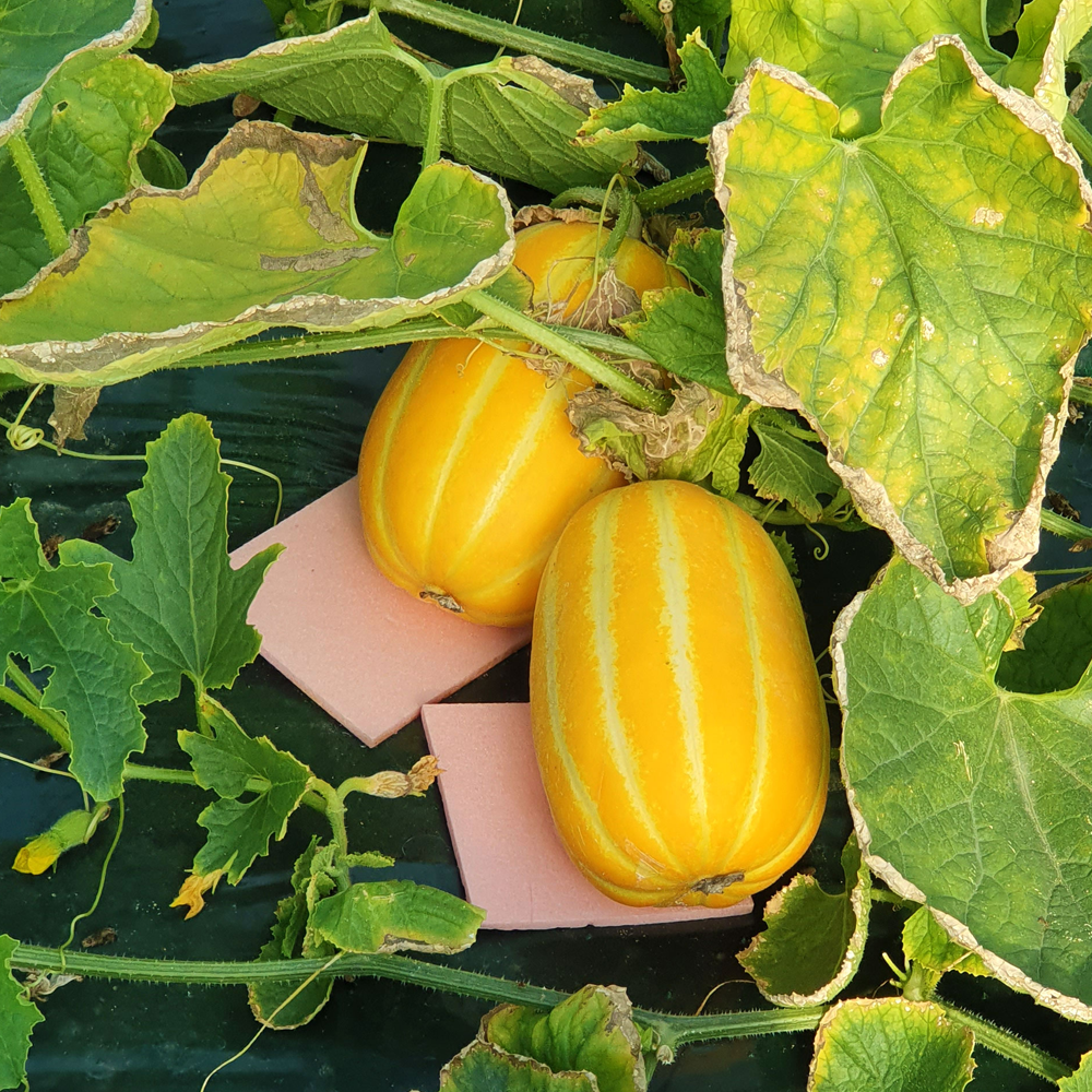 성주꿀참외 신선하고 당도높은참외 산지직송 가정용 간식용[원산지(경상북도 성주군)]