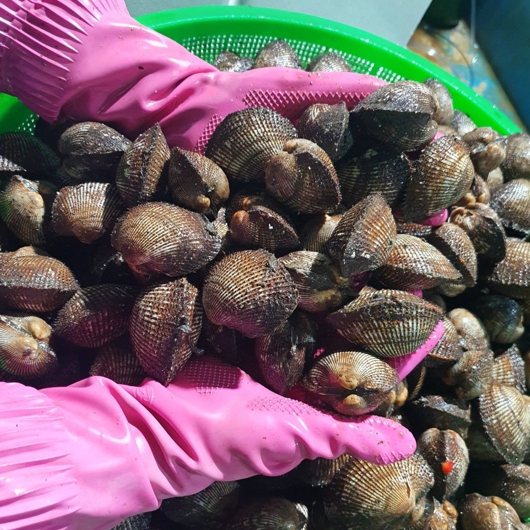 당일채취 산지직송 벌교 피꼬막 1kg 2kg 3kg