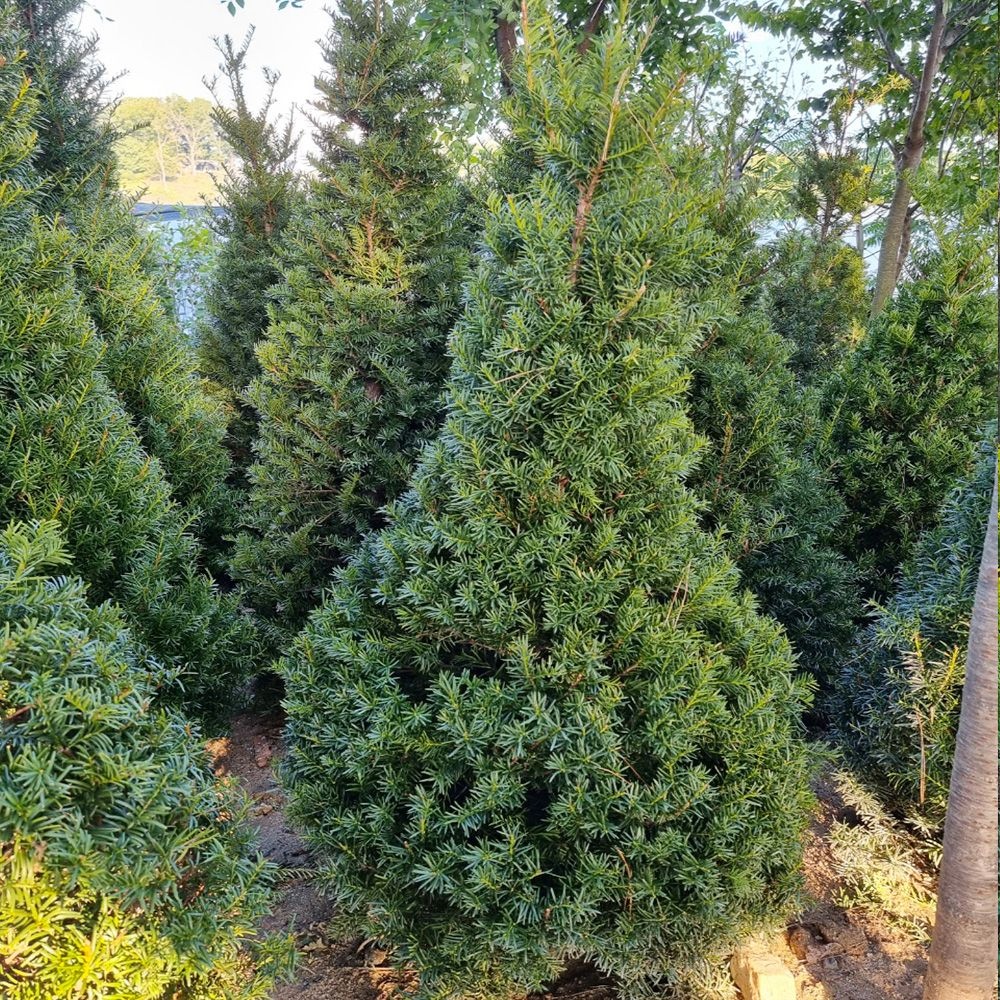 착한가격 나무생각 / 주목나무 / 1.2m / 조형