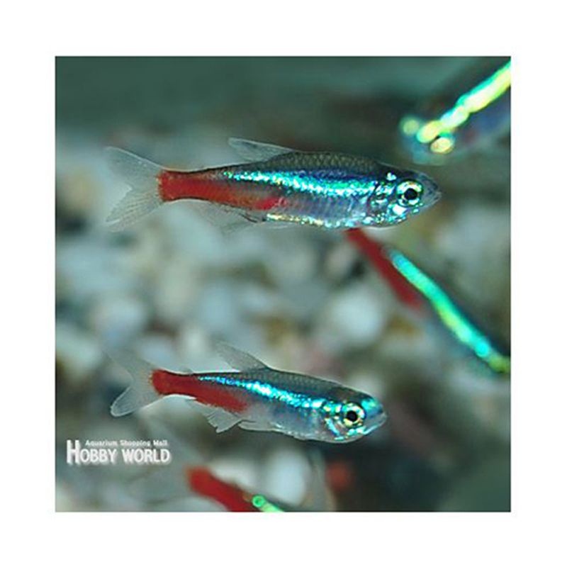 열대어 네온테트라 10마리 50마리 100마리