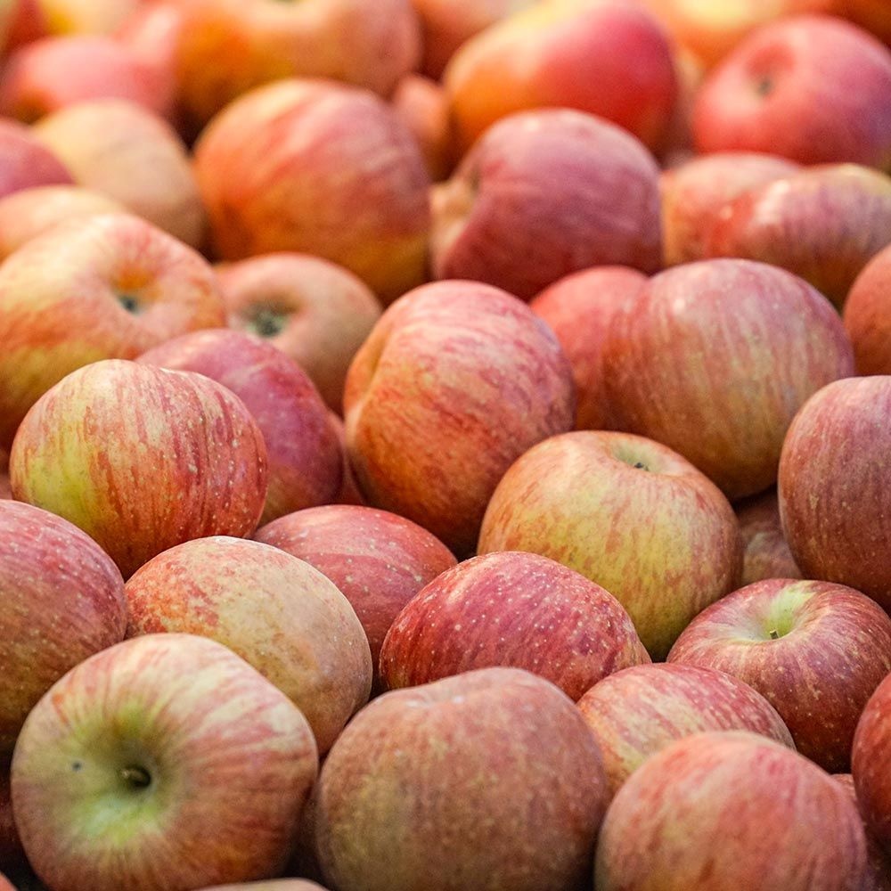 (무료배송) 국내산 가정용 부사 사과 2-8kg /부사/부사사과/사과8k