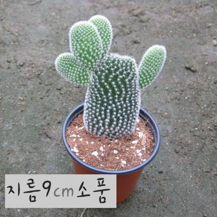 선인장  백도선 (토끼선인장) 지름 9cm 소품다육화분