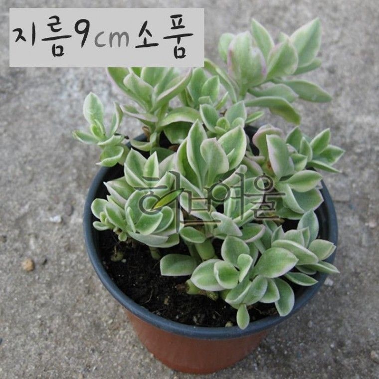 허브여울 다육  썬로즈(화만초) 소품 다육화분