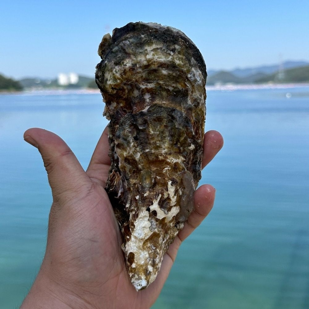 통영 삼배체굴 석화 생굴 1kg