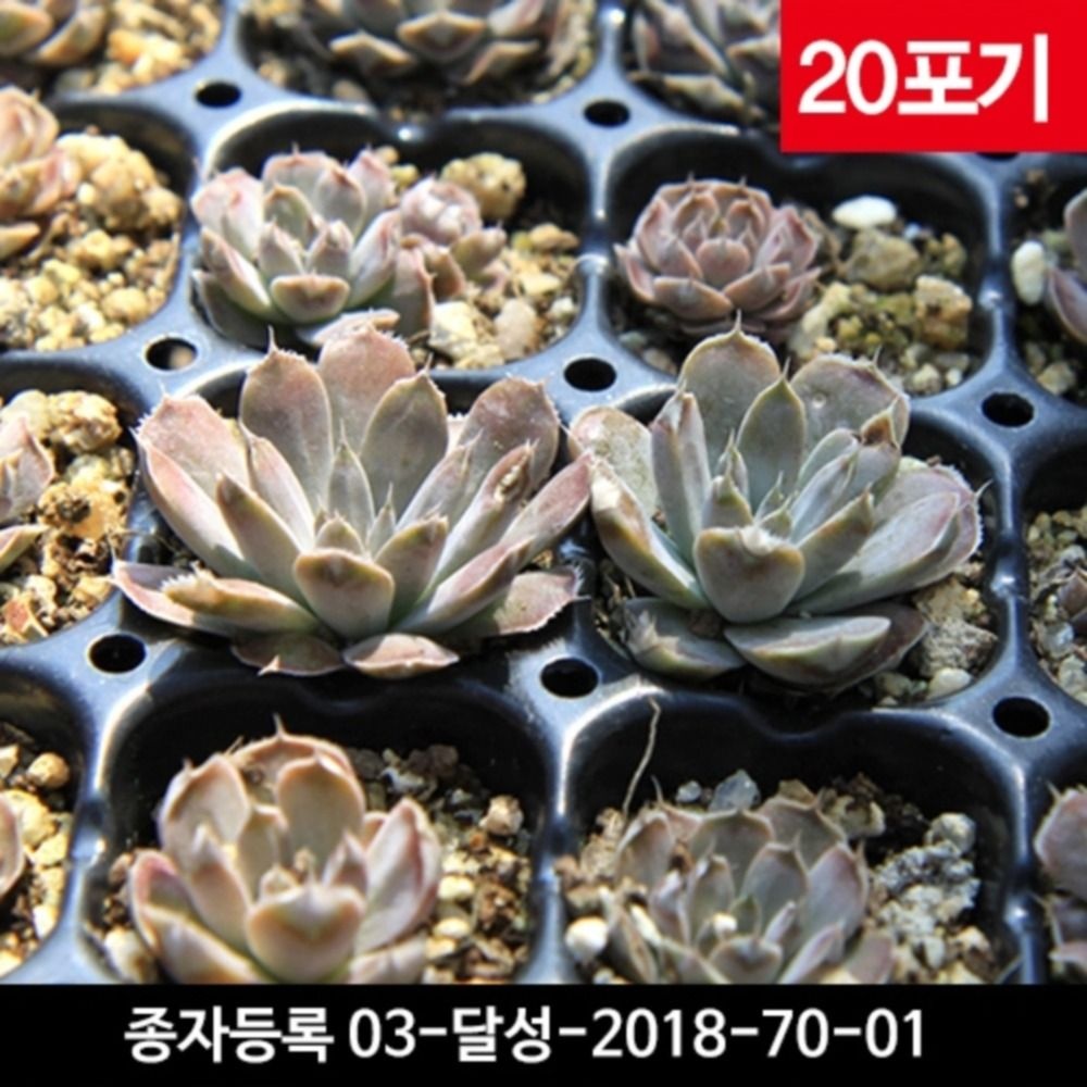 미산약초농장 와송모종 20포기 - 직접키우는 국산 와송씨앗