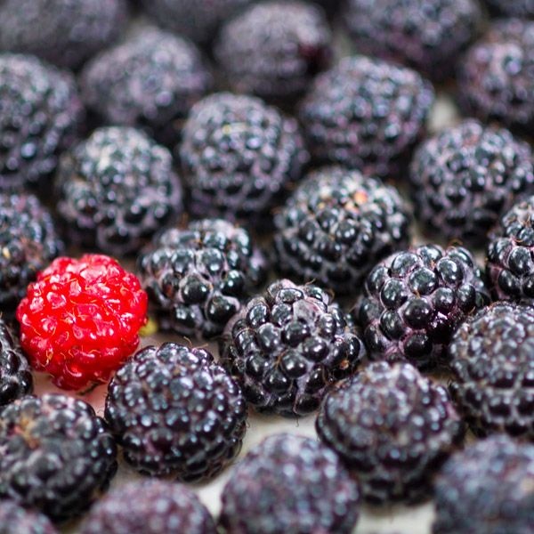 [고창베리세상][베리세상]고창 냉동 복분자 10kg(상품/벌크포장)