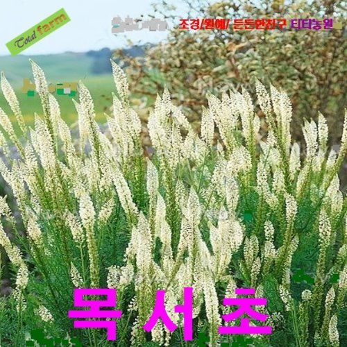(씨앗나라) 6월의 탄생화  목서초(미뉴넷)  씨앗 25립