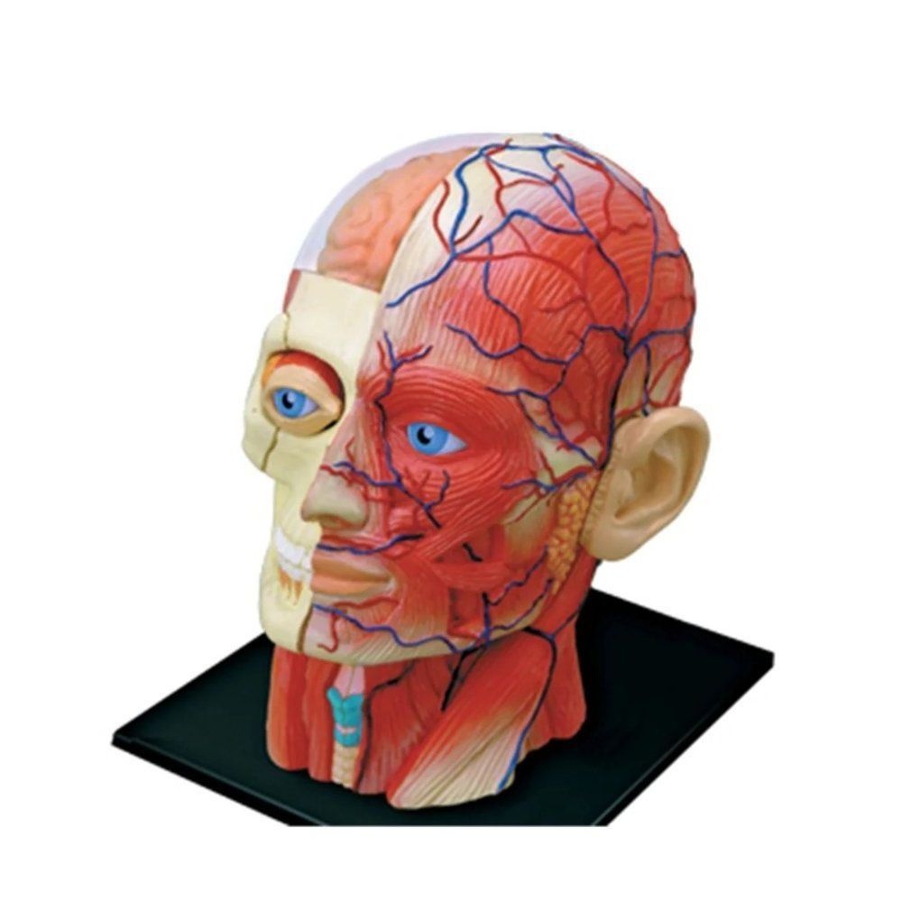 콩팥 - 위키백과, 우리 모두의 백과사전, image size:1000x1000