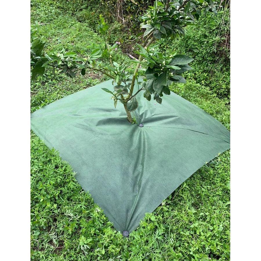 취화에서 가장 흔한 식물 Top20, image size:900x900