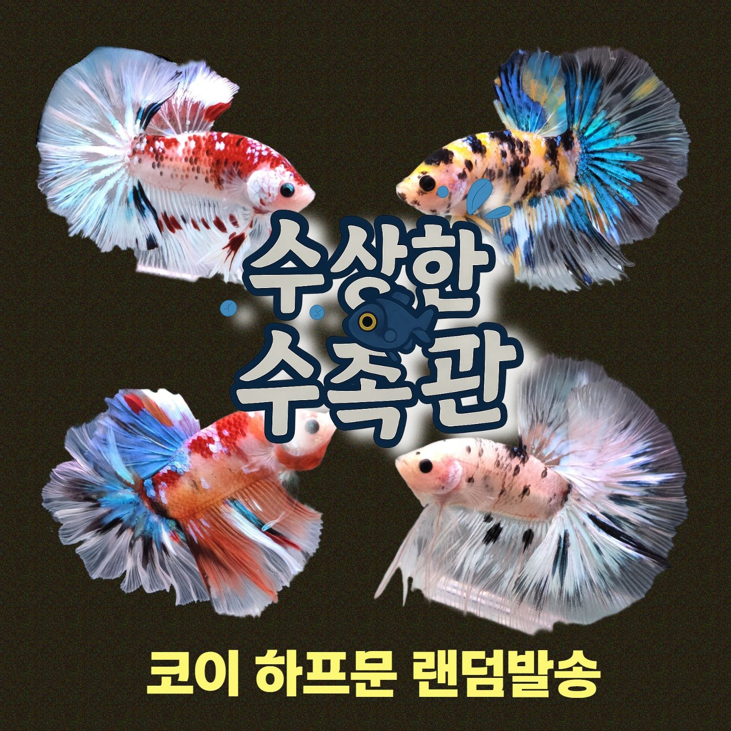 [수상한수족관] [하프문베타 ] 코이 하프문 수컷 베타 / 1마리 / 랜덤발송