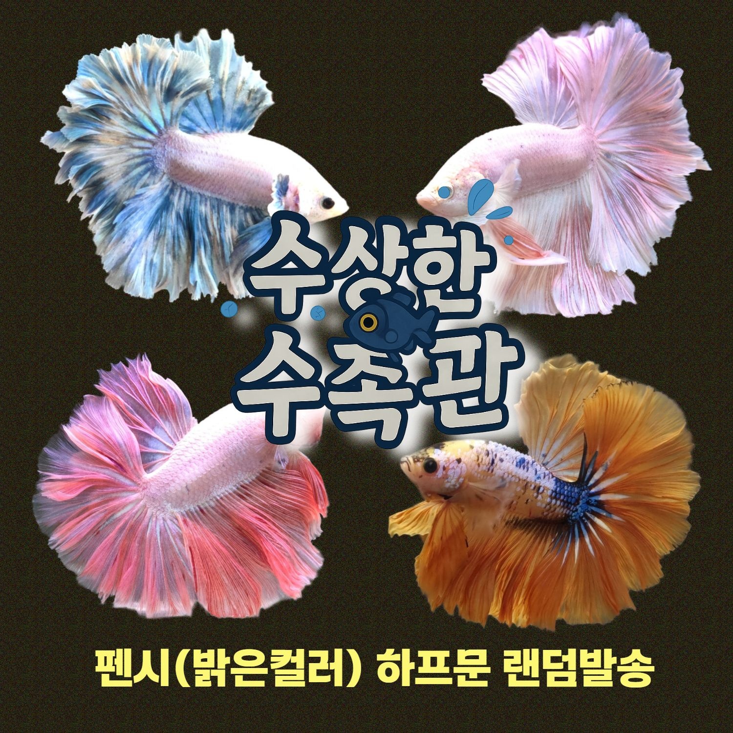 [수상한수족관] [하프문베타 ] 팬시(밝은컬러) 하프문 수컷 베타 / 1마리 / 랜덤발송