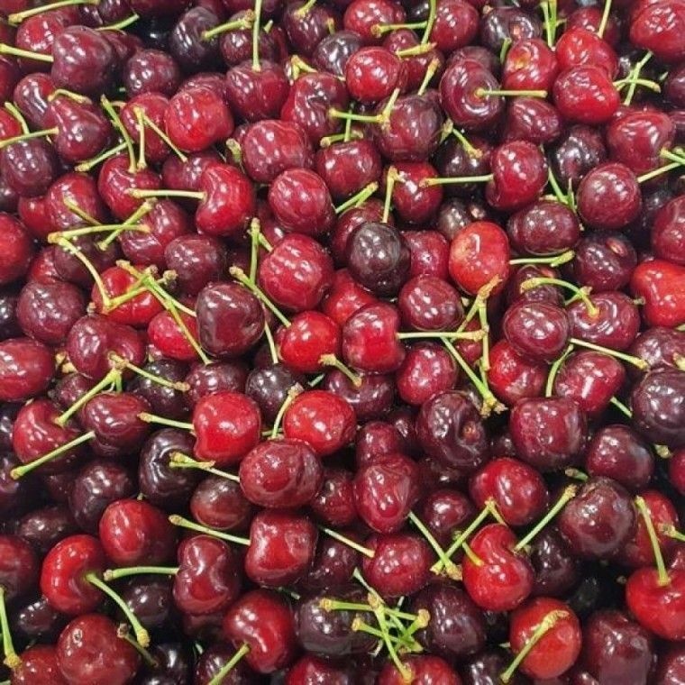 체리 500g 대 새콤달콤 과일식품
