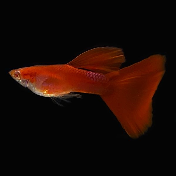 [한국구피] 알비노풀레드 구피, 알풀 구피  숫2 암3