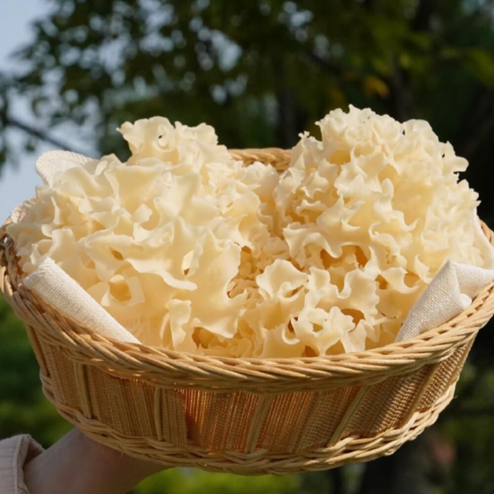 천생 생꽃송이버섯 500G 베타글루칸 면역력 친환경재배