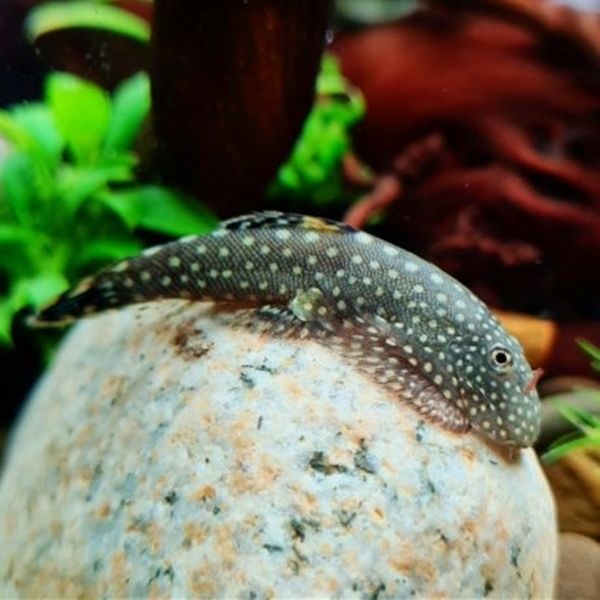 티아쿠아 열대어 보루네오 가오리 비파 2마리 청소물고기 관상어