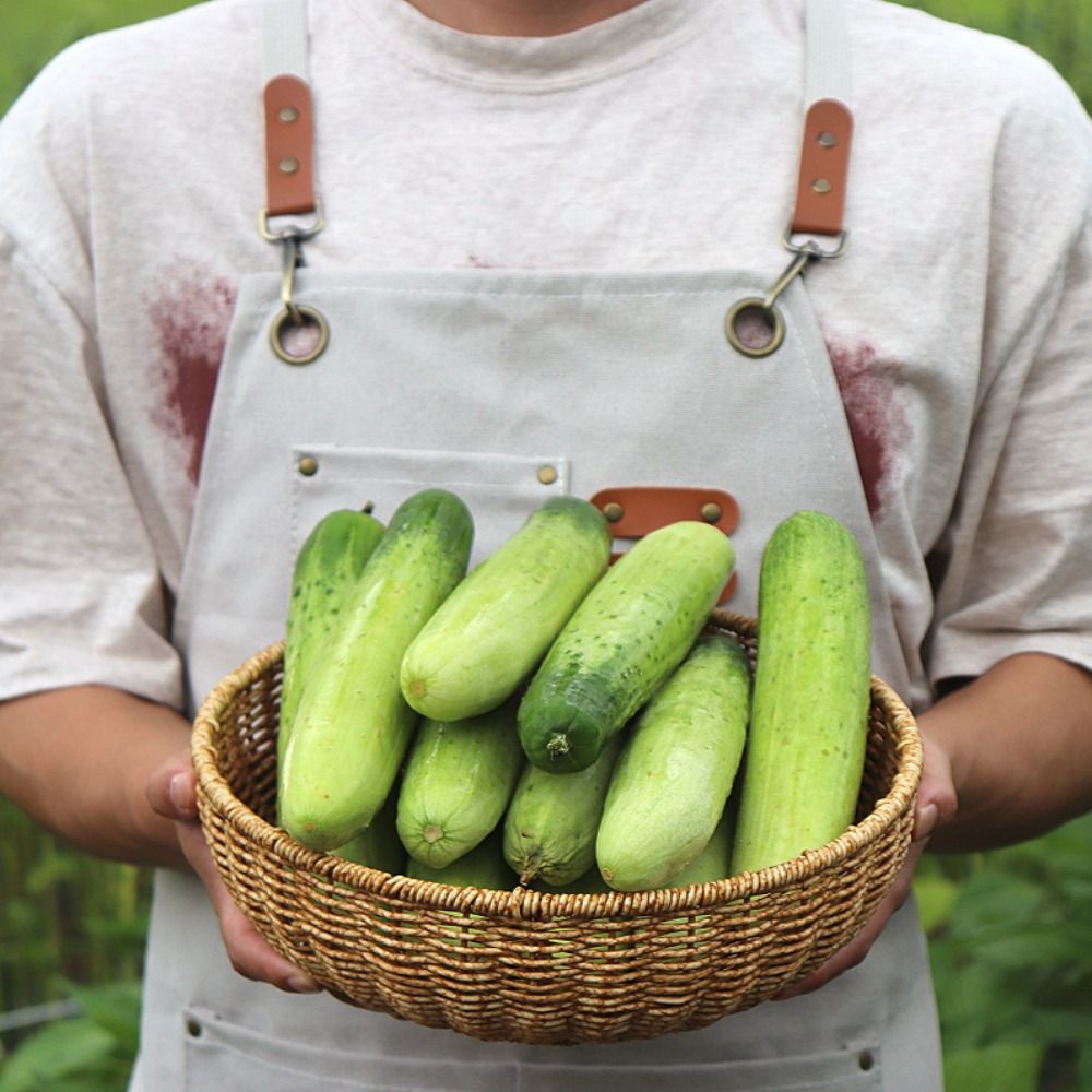 [오늘출발] [당일출고] 국내산 백오이 백다다기 5개 10개 15개