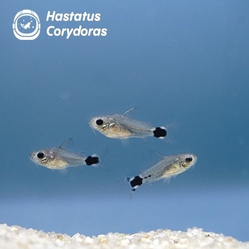 [오늘출발] 하스타투스 코리도라스 준성어 5+1마리 열대어 구피 합사가능
